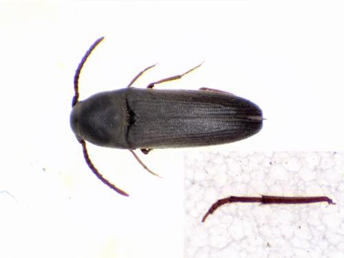 Réf. 316 692 : Hylis foveicollis